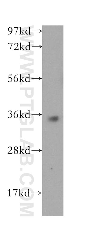 Western Blot (WB) analysis of NIH/3T3 cells using PRPS1L1 Polyclonal antibody (16657-1-AP)