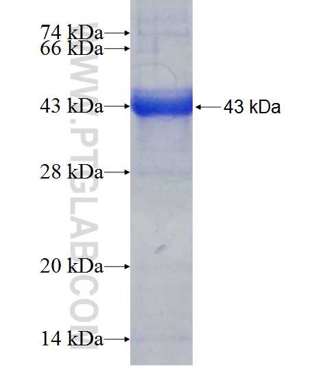 PRPS1L1 fusion protein Ag9928 SDS-PAGE