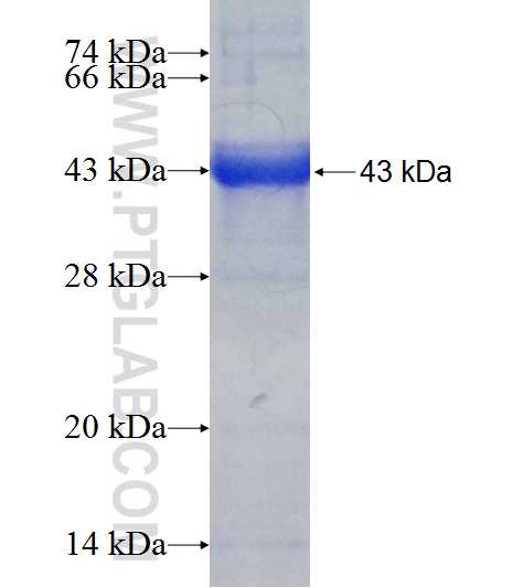 PRPS1L1 fusion protein Ag9928 SDS-PAGE