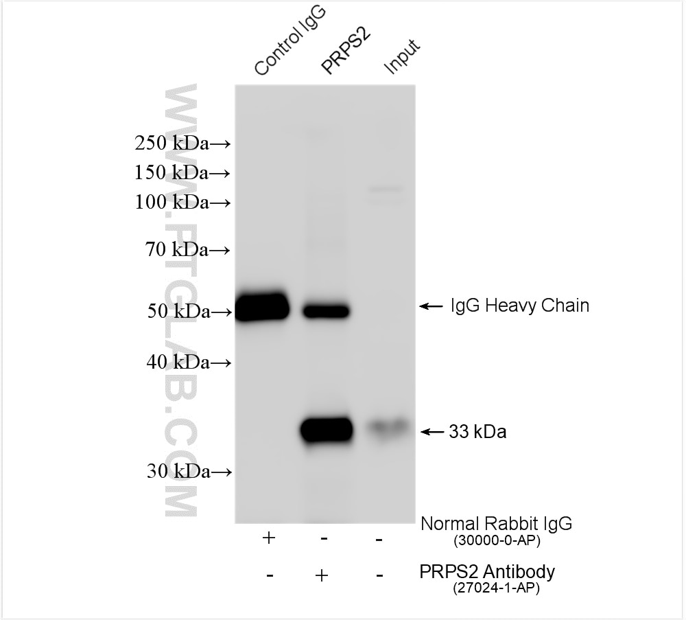 Immunoprecipitation (IP) experiment of mouse spleen tissue using PRPS2 Polyclonal antibody (27024-1-AP)