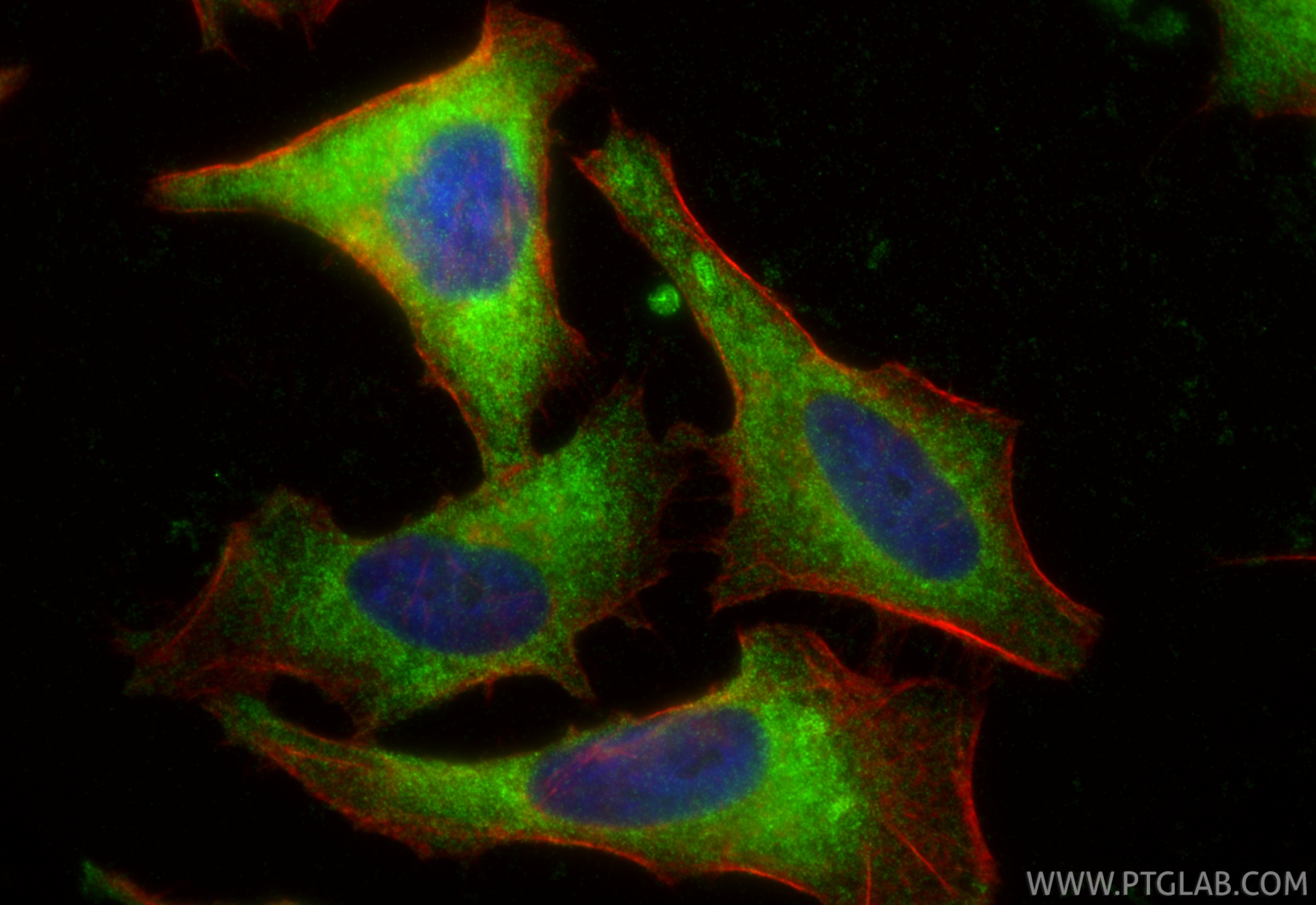 Immunofluorescent analysis of (-20°C Ethanol) fixed HeLa cells using PRPS2 antibody (85090-5-RR, Clone: 242657G2 ) at dilution of 1:1000 and CoraLite®488-Conjugated Goat Anti-Rabbit IgG(H+L) (SA00013-2), CL594-Phalloidin (red). Immunofluorescence (IF) / fluorescent staining of HeLa cells using PRPS2 Recombinant monoclonal antibody (85090-5-RR)