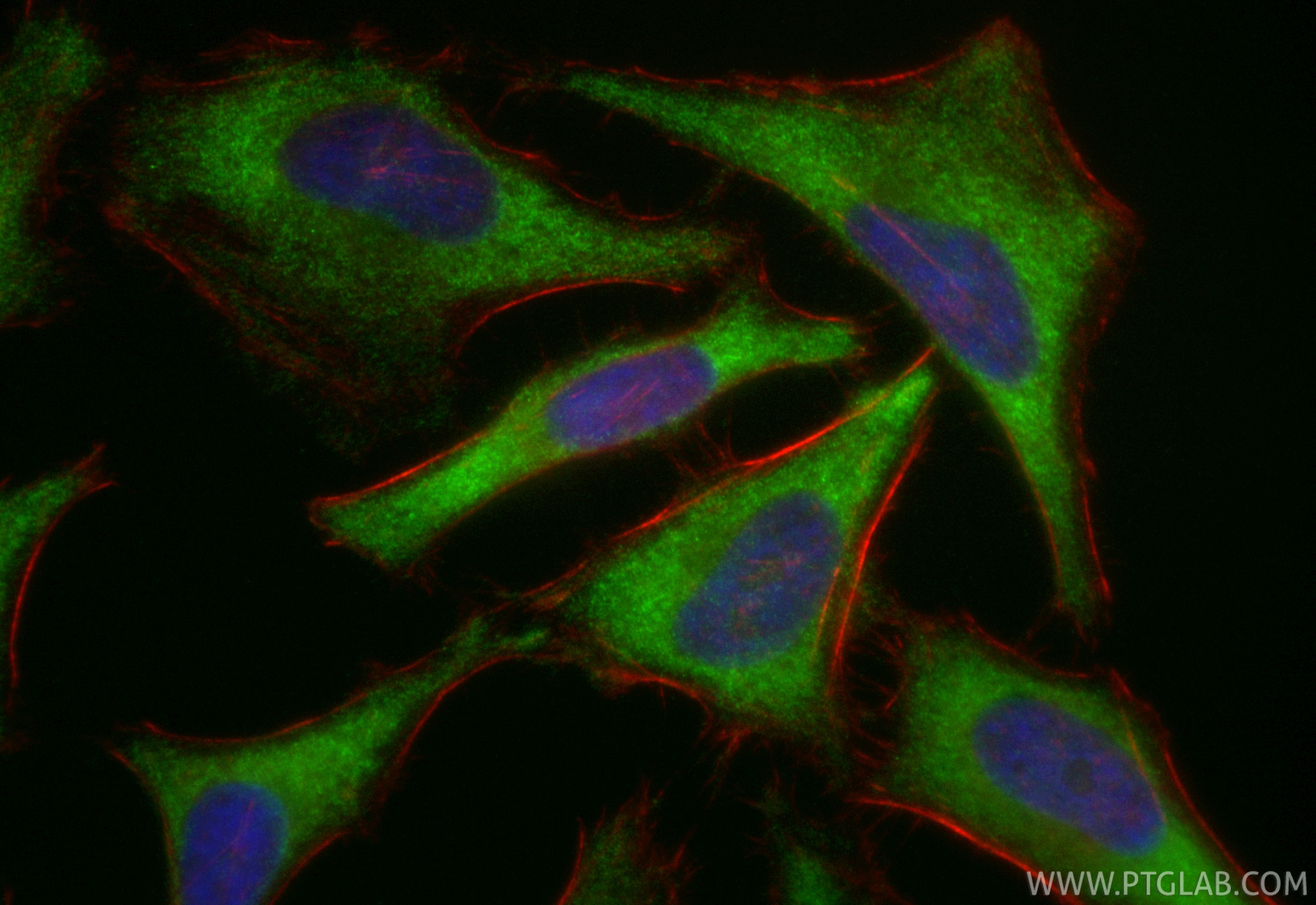 Immunofluorescent analysis of (-20°C Ethanol) fixed HeLa cells using CoraLite® Plus 488 PRPS2 antibody (CL488-85090-5, Clone: 242657G2 ) at dilution of 1:200, CL594-Phalloidin (red). Immunofluorescence (IF) / fluorescent staining of HeLa cells using CoraLite® Plus 488-conjugated PRPS2 Recombinant mo (CL488-85090-5)