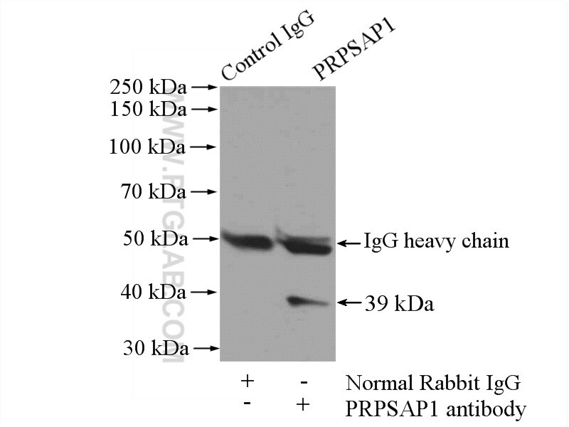 Immunoprecipitation (IP) experiment of mouse testis tissue using PRPSAP1 Polyclonal antibody (16790-1-AP)