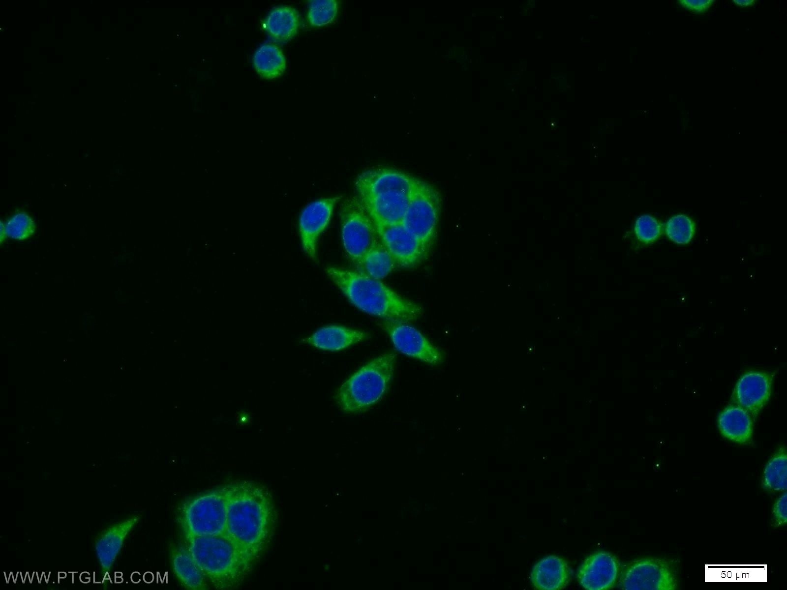 Immunofluorescence (IF) / fluorescent staining of BxPC-3 cells using PRPSAP2 Polyclonal antibody (17814-1-AP)