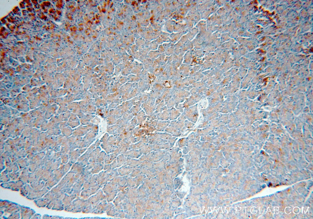 Immunohistochemistry (IHC) staining of human pancreas tissue using PRPSAP2 Polyclonal antibody (17814-1-AP)