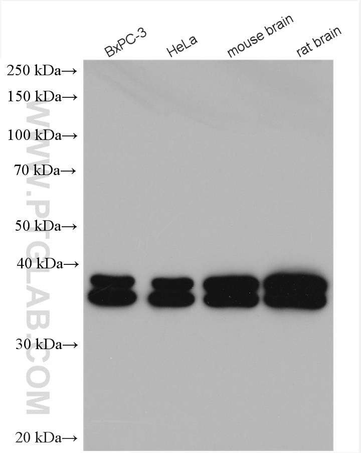 Western Blot (WB) analysis of various lysates using PRPSAP2 Polyclonal antibody (17814-1-AP)