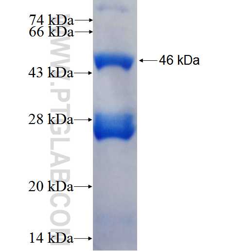 PRR11 fusion protein Ag26636 SDS-PAGE
