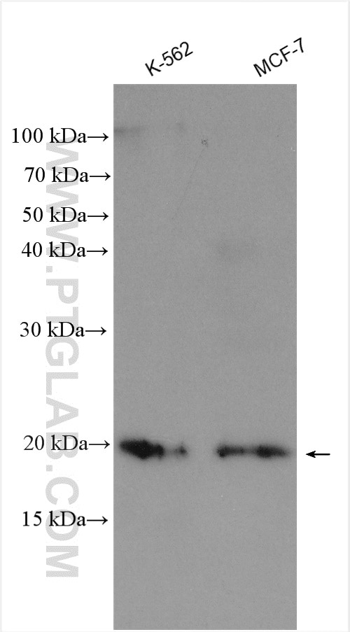 Western Blot (WB) analysis of various lysates using PRR13 Polyclonal antibody (14101-1-AP)