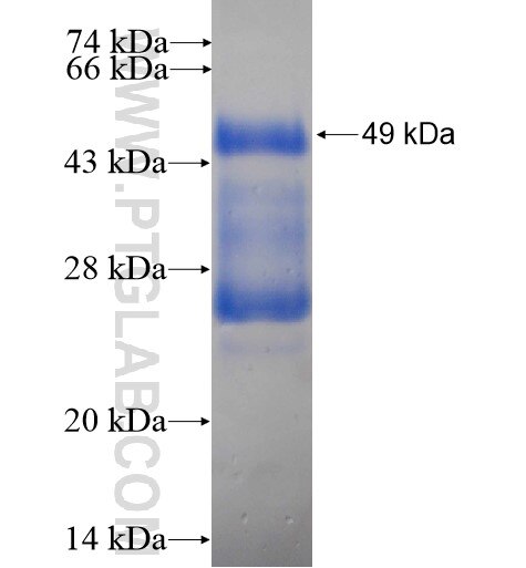 PRR13 fusion protein Ag5280 SDS-PAGE