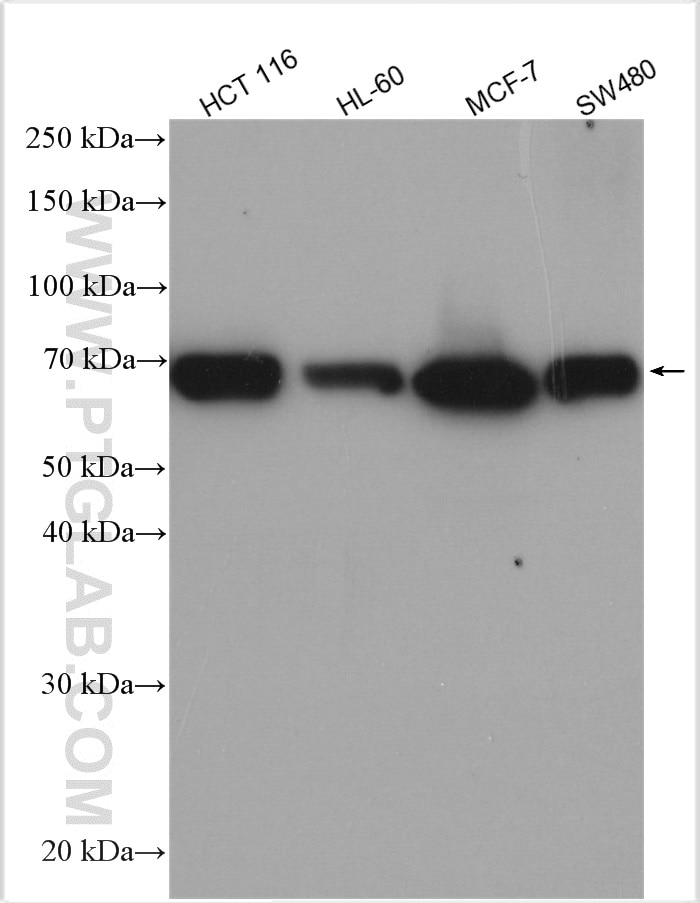 Western Blot (WB) analysis of various lysates using PRR14 Polyclonal antibody (22819-1-AP)