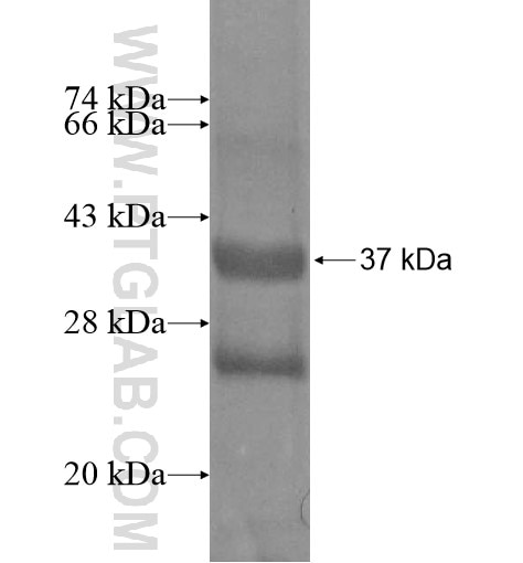 PRR5 fusion protein Ag12296 SDS-PAGE