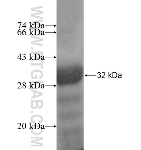 PRR7 fusion protein Ag10198 SDS-PAGE