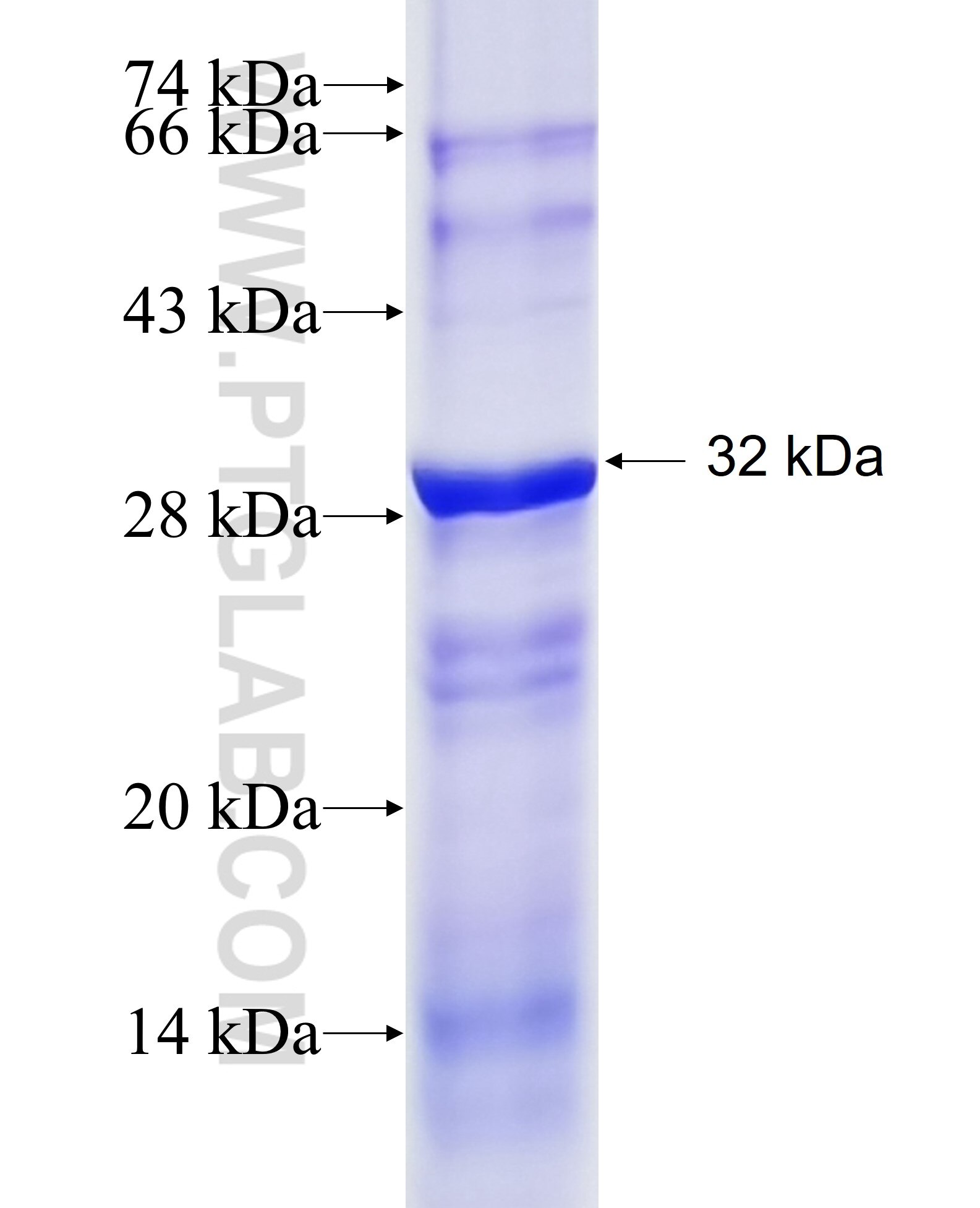 PRR7 fusion protein Ag10198 SDS-PAGE