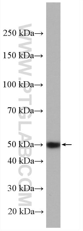 Western Blot (WB) analysis of mouse heart tissue using PRRC1 Polyclonal antibody (27887-1-AP)