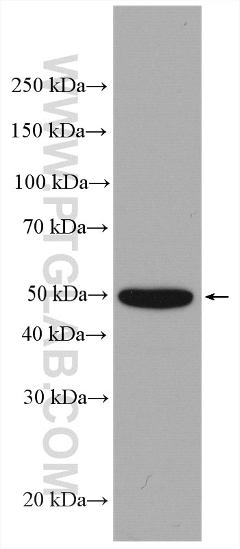 Western Blot (WB) analysis of HeLa cells using PRRC1 Polyclonal antibody (27887-1-AP)