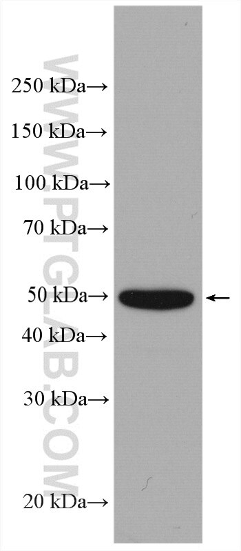 Western Blot (WB) analysis of HeLa cells using PRRC1 Polyclonal antibody (27887-1-AP)