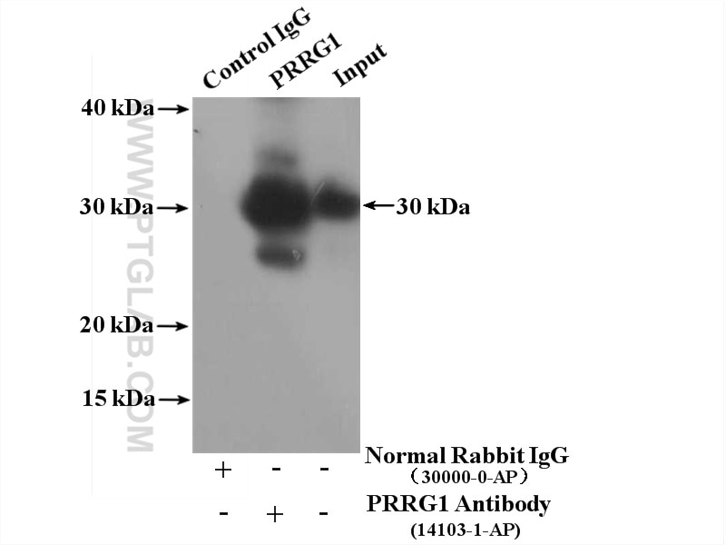 Immunoprecipitation (IP) experiment of HepG2 cells using PRRG1 Polyclonal antibody (14103-1-AP)