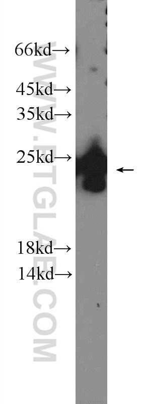 Western Blot (WB) analysis of HepG2 cells using PRRG1 Polyclonal antibody (14103-1-AP)