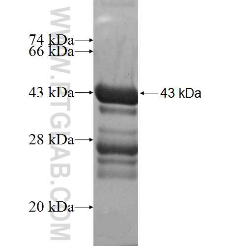 PRRG1 fusion protein Ag5236 SDS-PAGE