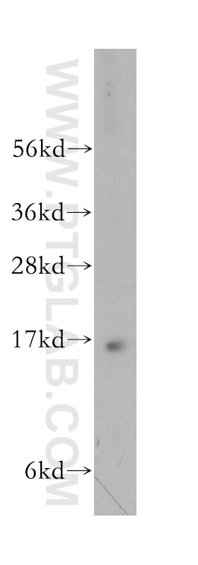 Western Blot (WB) analysis of A549 cells using PRRG2 Polyclonal antibody (11618-1-AP)