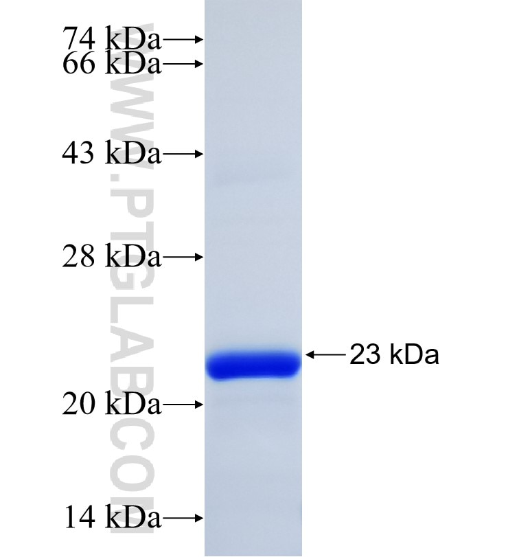 PRRG2 fusion protein Ag35095 SDS-PAGE