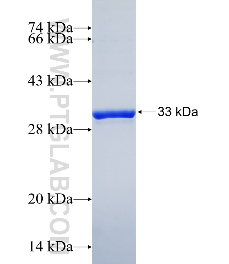 PRRG3 fusion protein Ag39220 SDS-PAGE