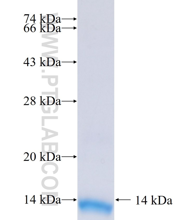 PRRG3 fusion protein Ag39234 SDS-PAGE PRRG3 fusion protein Ag39234 SDS-PAGE