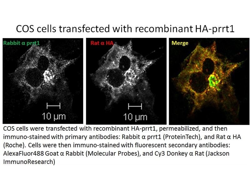 Immunofluorescence (IF) / fluorescent staining of transfected cells using SynDIG4/PRRT1 Polyclonal antibody (17261-1-AP)