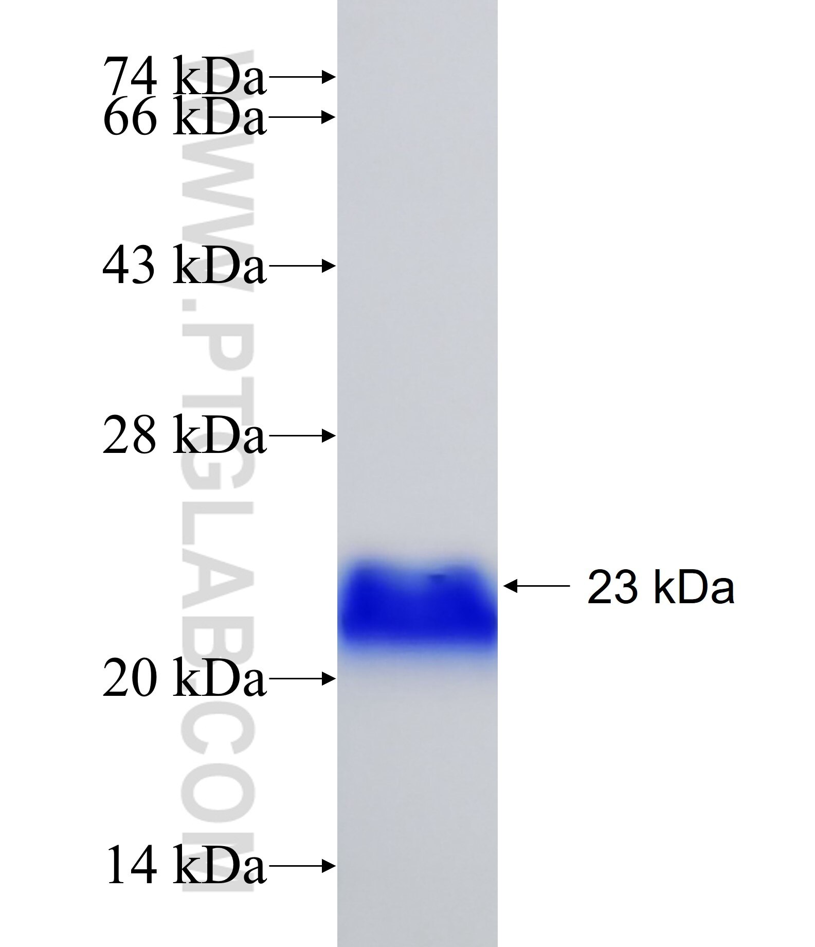 PRRX1 fusion protein Ag28317 SDS-PAGE