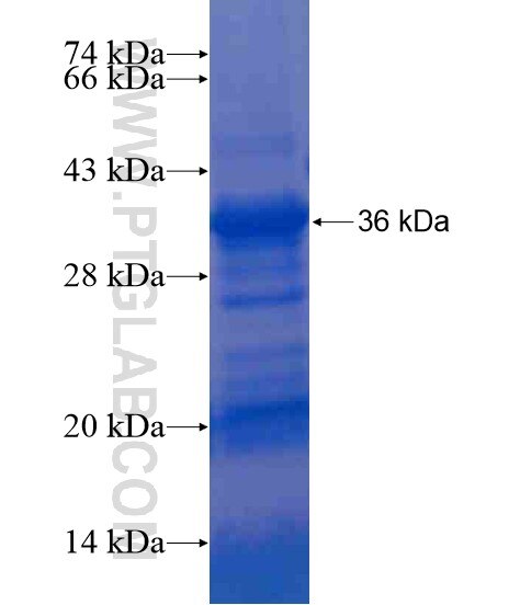 PRRX2 fusion protein Ag20917 SDS-PAGE