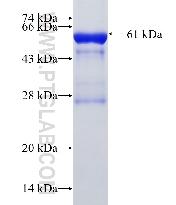 PRSS16 fusion protein Ag33961 SDS-PAGE