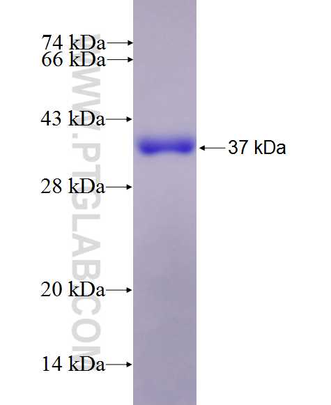 PRSS7 fusion protein Ag27103 SDS-PAGE