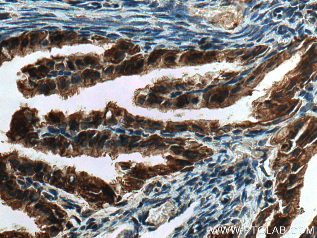 Immunohistochemistry (IHC) staining of mouse ovary tissue using PRSS8 Polyclonal antibody (15527-1-AP)