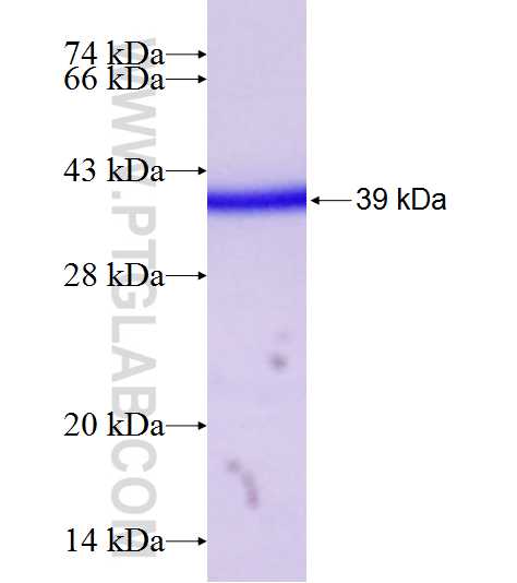 PRSS8 fusion protein Ag7234 SDS-PAGE