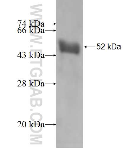 PRTFDC1 fusion protein Ag2614 SDS-PAGE