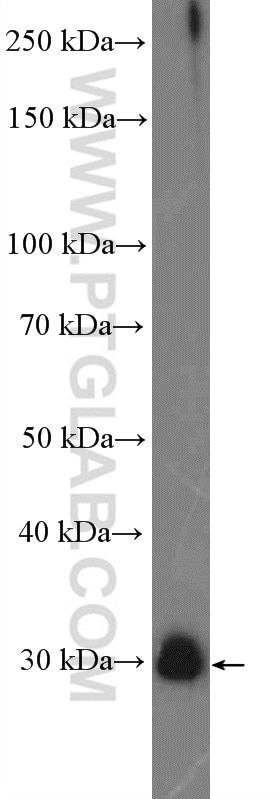 Western Blot (WB) analysis of human placenta tissue using PRTN3 Polyclonal antibody (25278-1-AP)