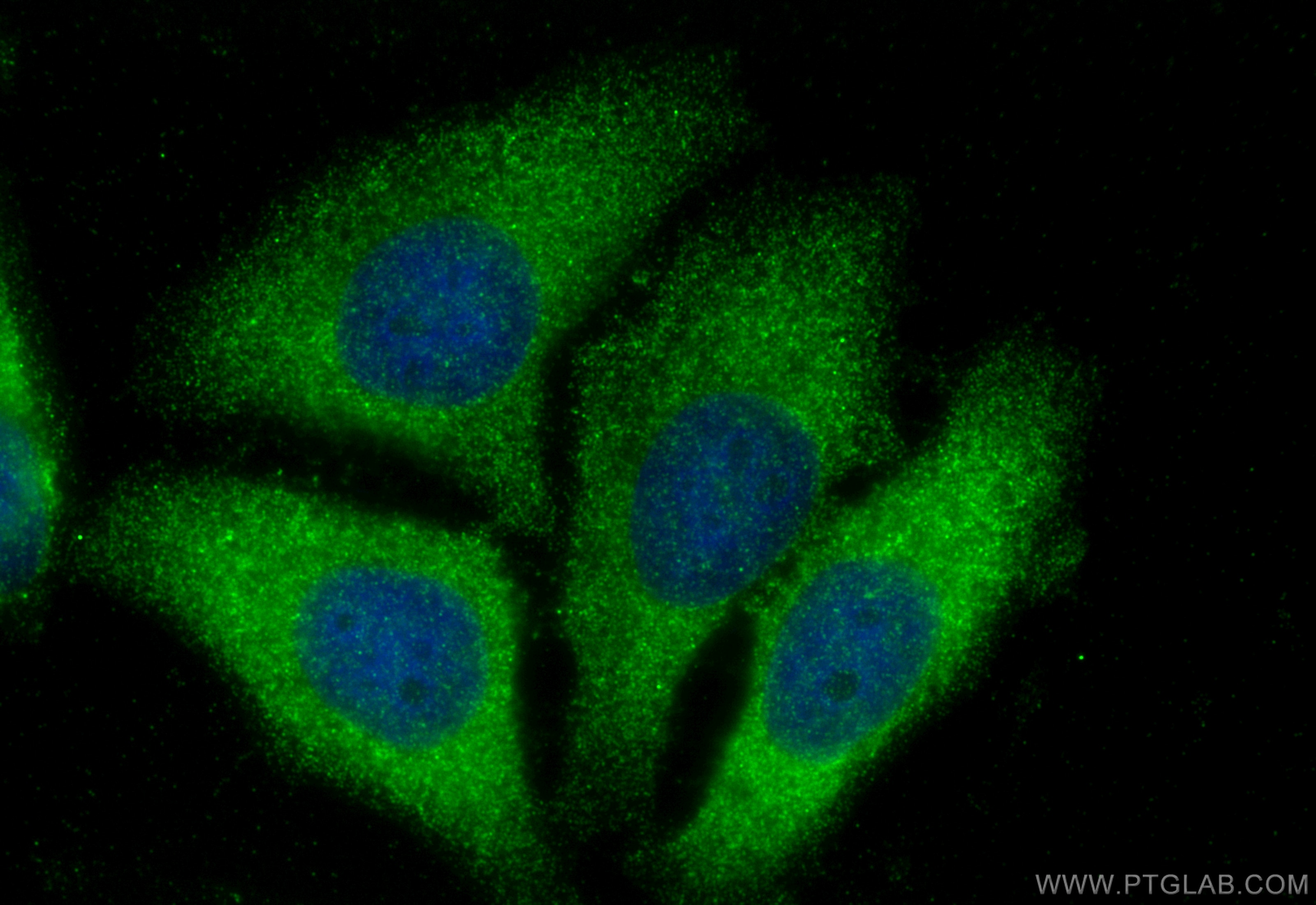 Immunofluorescence (IF) / fluorescent staining of HepG2 cells using PRUNE Polyclonal antibody (18537-1-AP)
