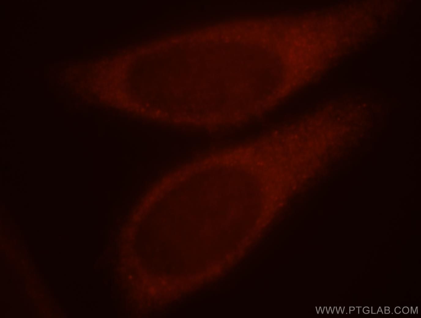 Immunofluorescence (IF) / fluorescent staining of HepG2 cells using PRUNE Polyclonal antibody (18537-1-AP)