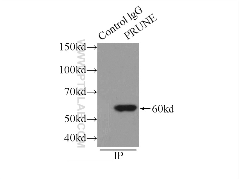 Immunoprecipitation (IP) experiment of HepG2 cells using PRUNE Polyclonal antibody (18537-1-AP)