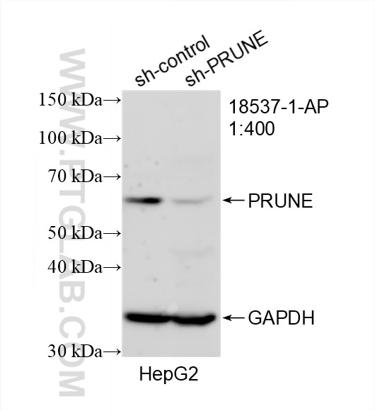 Western Blot (WB) analysis of HepG2 cells using PRUNE Polyclonal antibody (18537-1-AP)