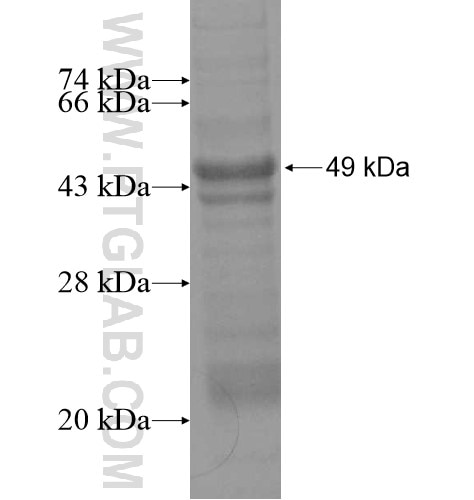 PRUNE fusion protein Ag13275 SDS-PAGE