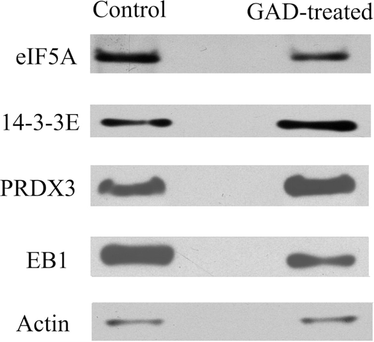 WB analysis of HeLa cells using 10664-1-AP