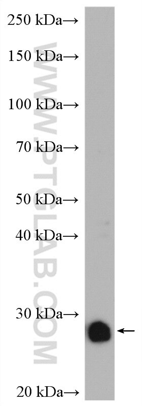 Western Blot (WB) analysis of HeLa cells using PRDX3 Polyclonal antibody (10664-1-AP)