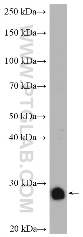 Western Blot (WB) analysis of HeLa cells using PRDX3 Polyclonal antibody (10664-1-AP)