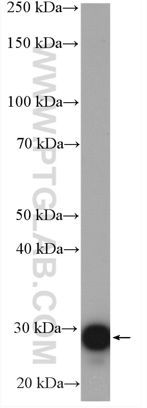 Western Blot (WB) analysis of HeLa cells using PRDX3 Polyclonal antibody (10664-1-AP)