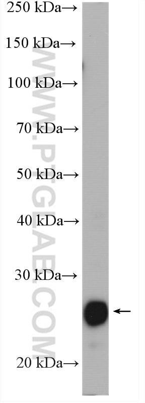 Western Blot (WB) analysis of MCF-7 cells using PRDX3 Polyclonal antibody (10664-1-AP)