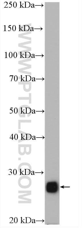 Western Blot (WB) analysis of HeLa cells using PRDX3 Polyclonal antibody (10664-1-AP)