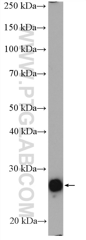 Western Blot (WB) analysis of MCF-7 cells using PRDX3 Polyclonal antibody (10664-1-AP)