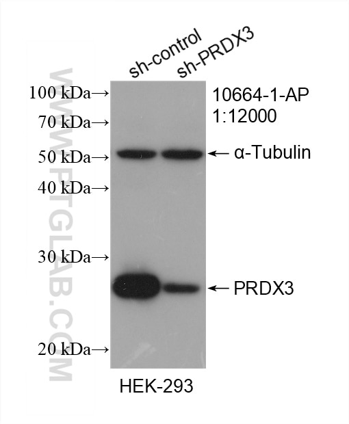 Western Blot (WB) analysis of HEK-293 cells using PRDX3 Polyclonal antibody (10664-1-AP)