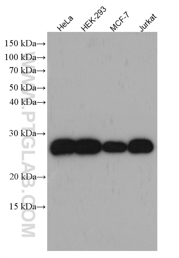 Western Blot (WB) analysis of various lysates using PRX3 Monoclonal antibody (66810-1-Ig)